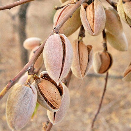 Almendro ecológico