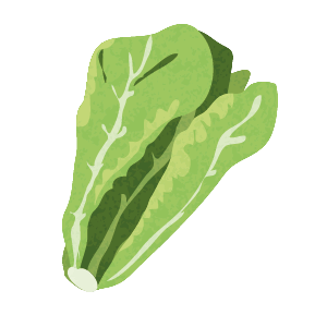 Lechuga ecológica