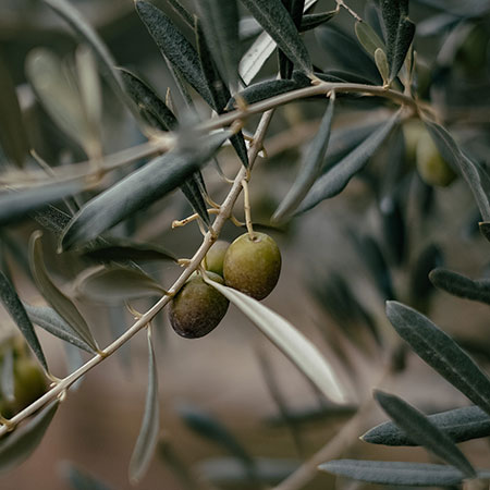 Olivos ecológicos