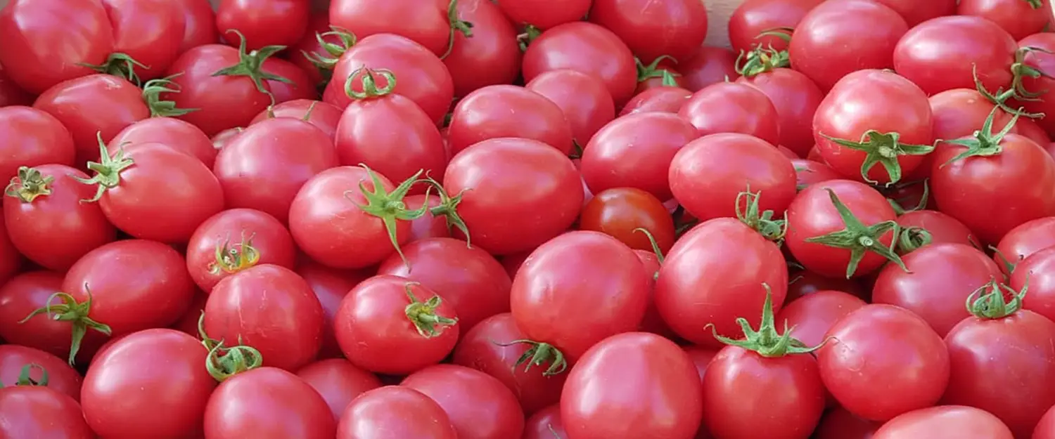 Tomates ecológicos de La Rioja