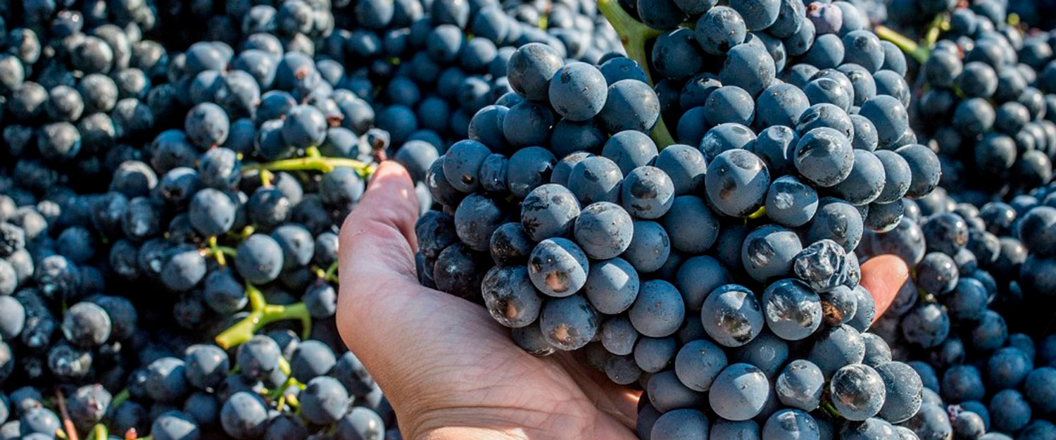 Vino ecológico de La Rioja